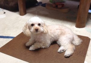 ペッとんで涼む愛犬ゆず