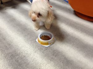 ご飯を食べる犬