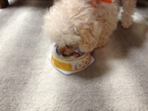 ヨーグルトを食べる犬