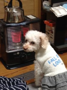 ゆずのボール遊び