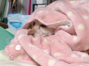 ゆずのスターウォーズ