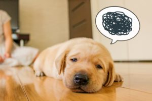 ペット用フロア