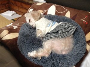 ゆずの新型コロナ対策