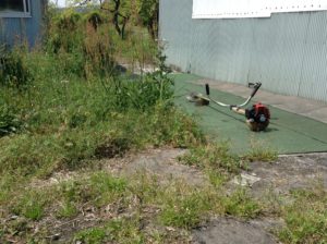 せいちょうした雑草