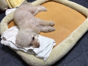 暑いので、油団で涼む、