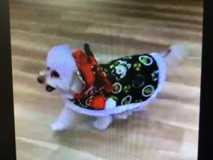 獅子舞い姿のゆず