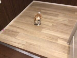 ワンちゃんのためにクッションフロア施工