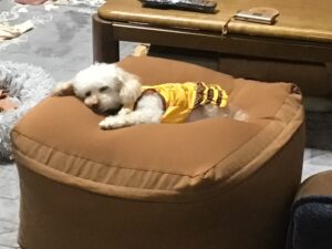 犬をダメにするクッション