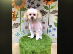 ゆず美人になる